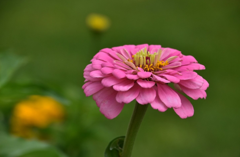 flower caption bangla