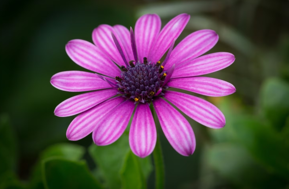 বাংলা ফুল বিষয়ক ক্যাপশনের জনপ্রিয় ধরন ও থিম